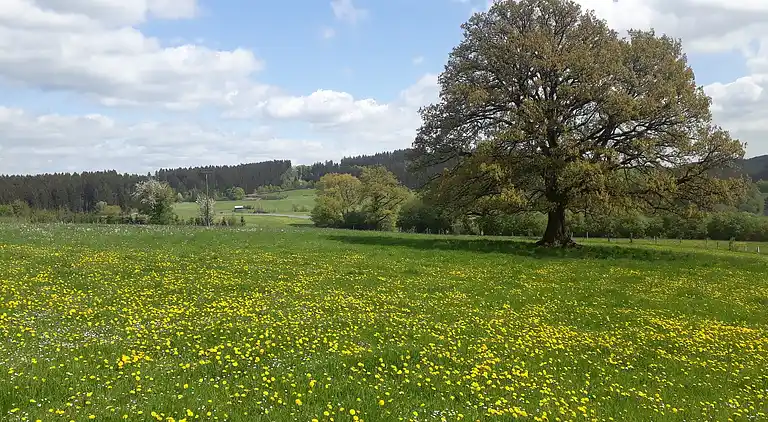Apartment in Dreislar