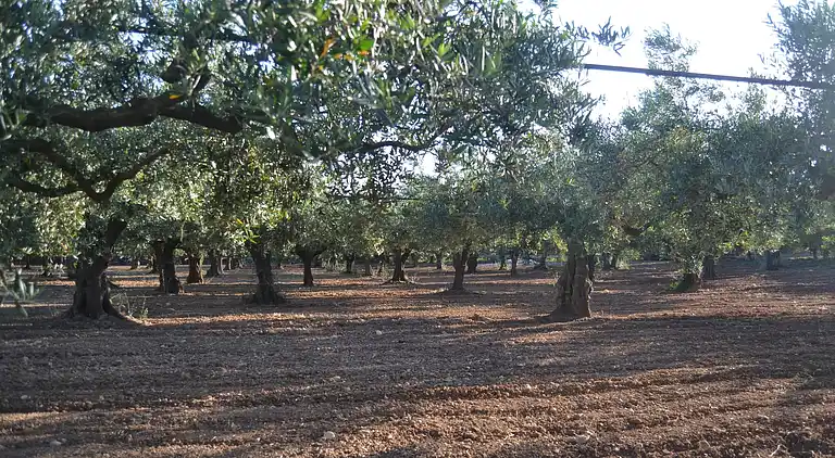 Semesterbostad i Sciacca