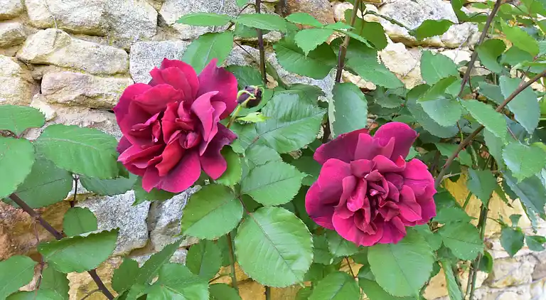 Vakantiehuis in Sagelat