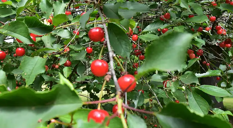 Bungalow in Souillac
