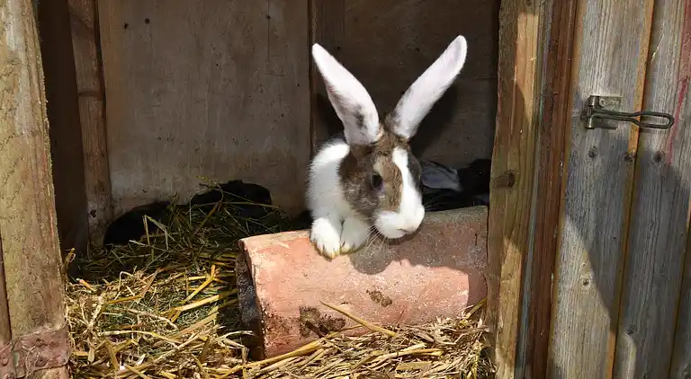 Farm house in Boiensdorf