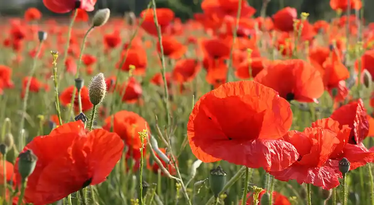 Bungalow in Baltic Sea Germany