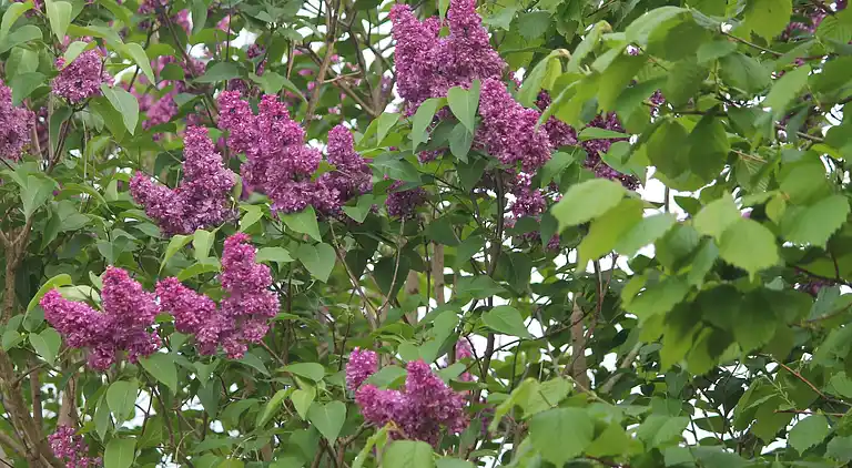Bungalow in Rethwisch