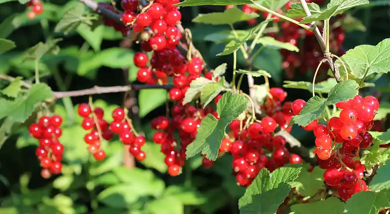 Ferielejlighed i Stove