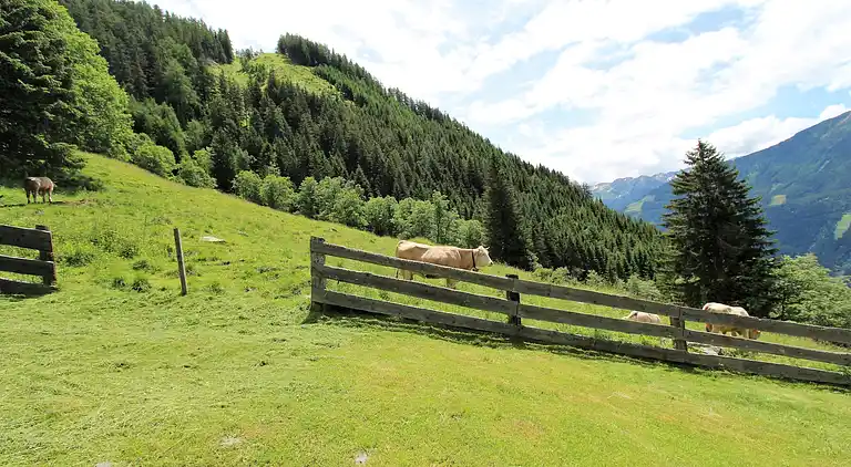 Chalet in Pfaffenberg