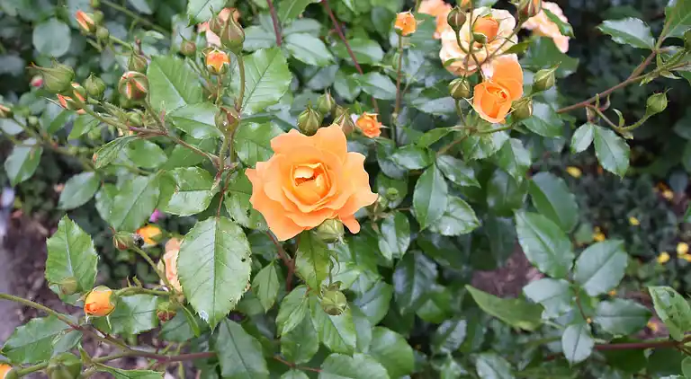 Ferielejlighed i Teschow