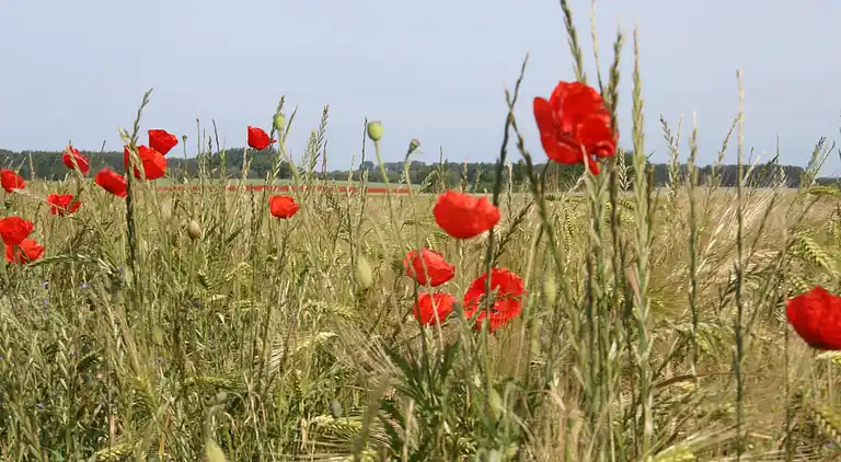 Sommerhus i Klein Strömkendorf