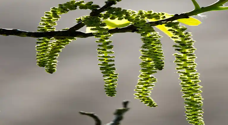 Cottage in Opglabbeek