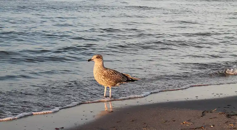 Ferielejlighed i Ahrenshoop