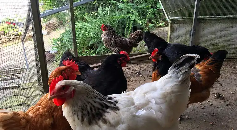 Ferienwohnung in Ellar