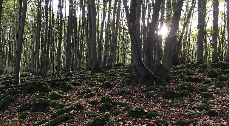 Ferienwohnung in Ellar