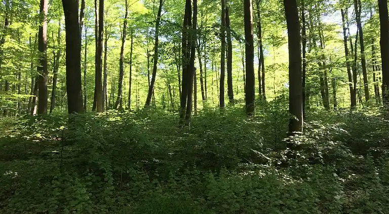 Ferienwohnung in Ellar