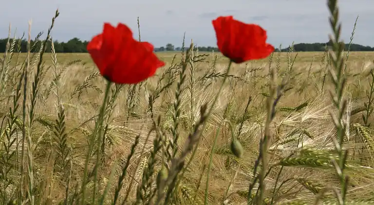 Apartment in Kühlungsborn