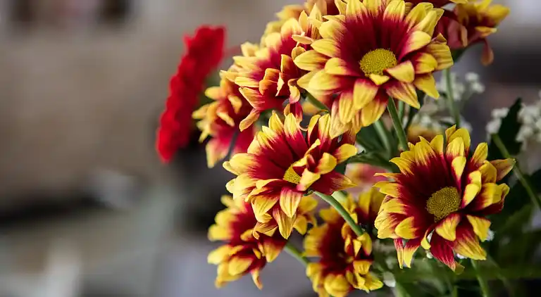 Sommerhus i Puymirol