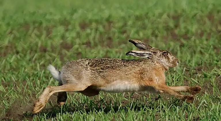 Ferienhaus in Ariano nel Polesine