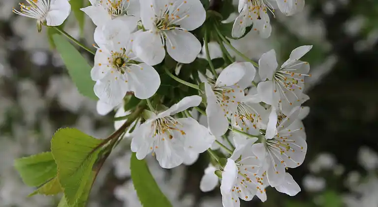 Apartment in Alt Farpen