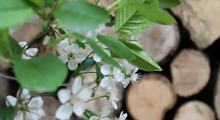 Appartement in Neuburg