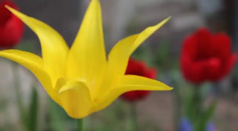 Appartement in Neuburg