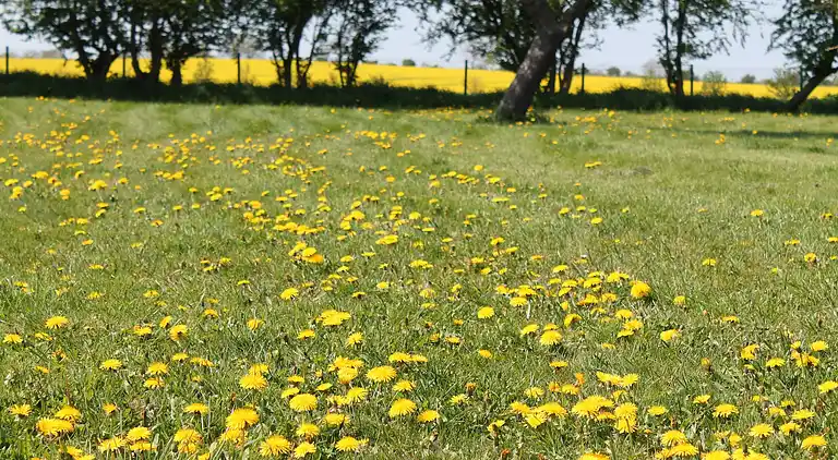 Appartement in Neuburg