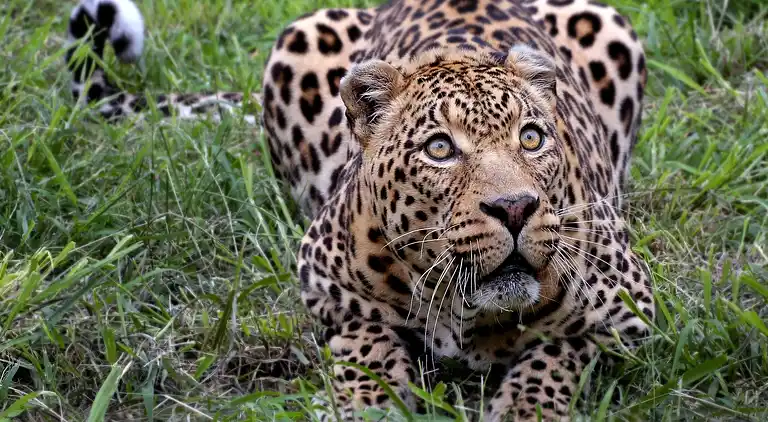 Appartement in Fosse