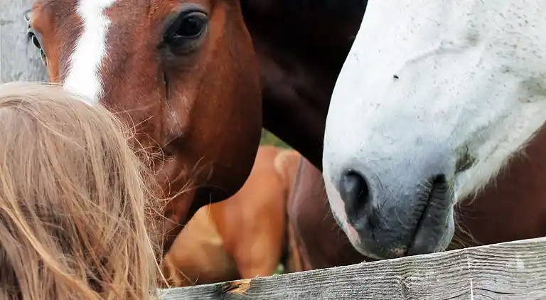 Ferielejlighed i Teschow