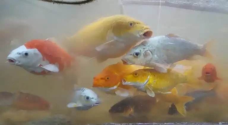 Villa i Cap Martinet