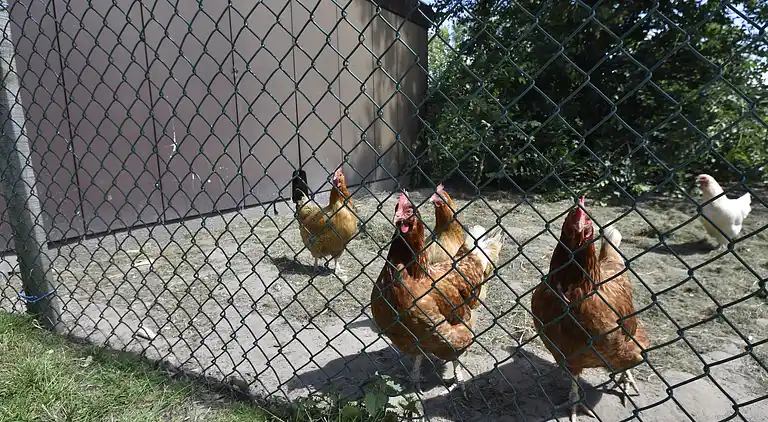 Appartement in Hippolytushoef