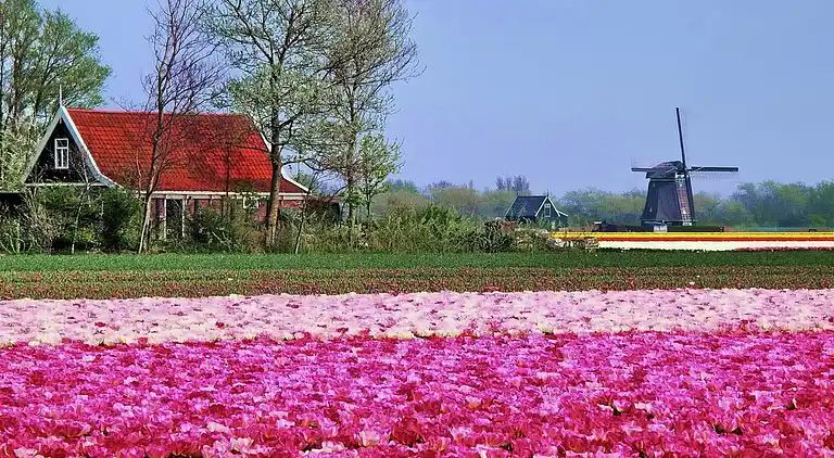 Boerderij in Callantsoog