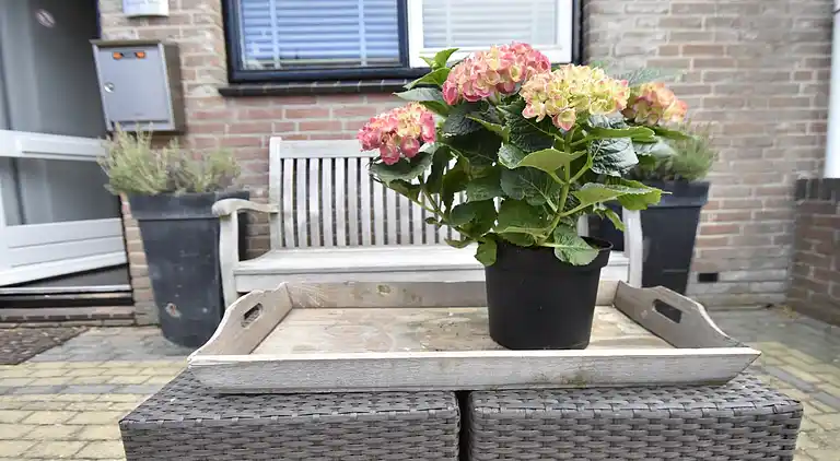 Sommerhus i Julianadorp