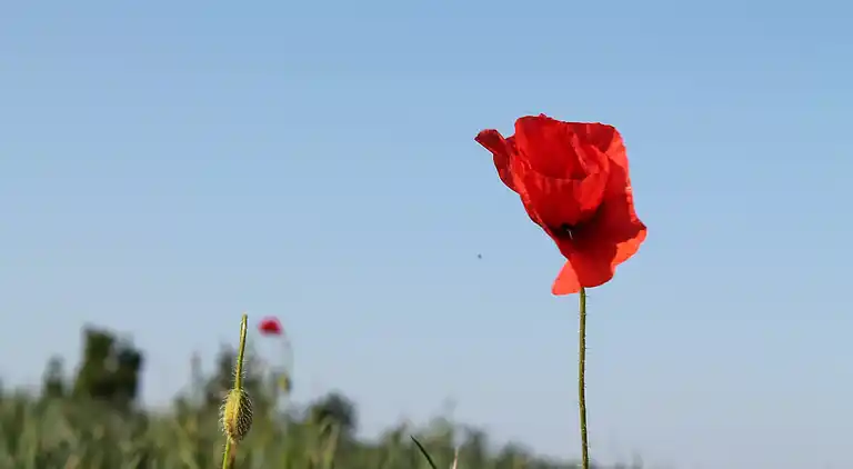 Bungalow i Kröpelin