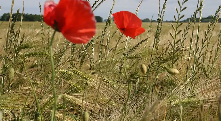 Farm house in Boiensdorf