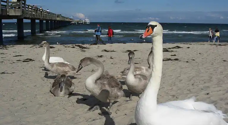 Sommerhus i Buschmühlen