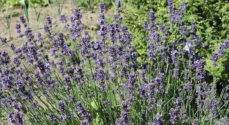 Ferielejlighed i Rakow