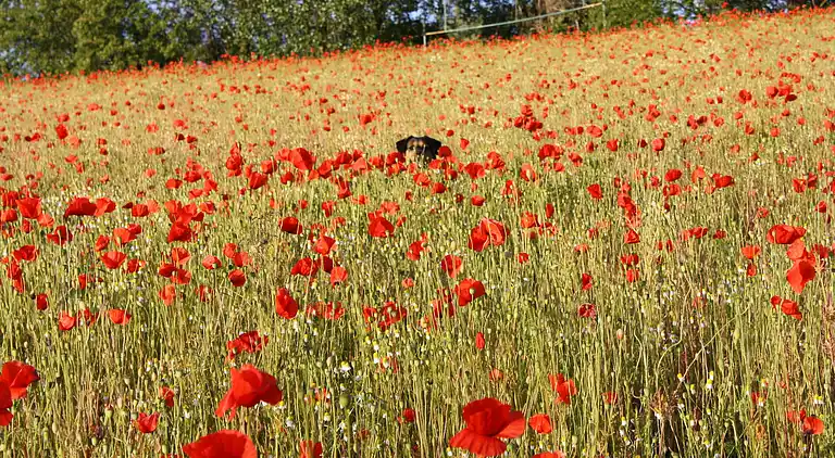 Apartment in Fahrdorf