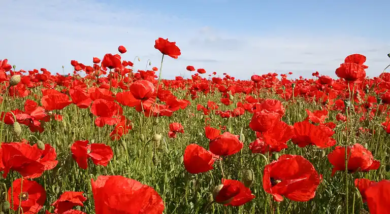 Bungalow i Kühlungsborn