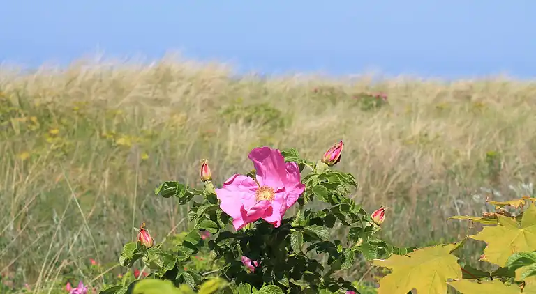 Ferielejlighed i Kühlungsborn Ost