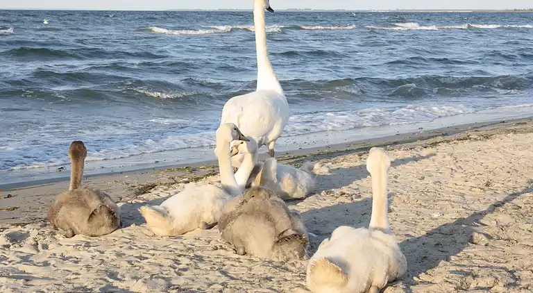 Ferielejlighed i Kühlungsborn Ost