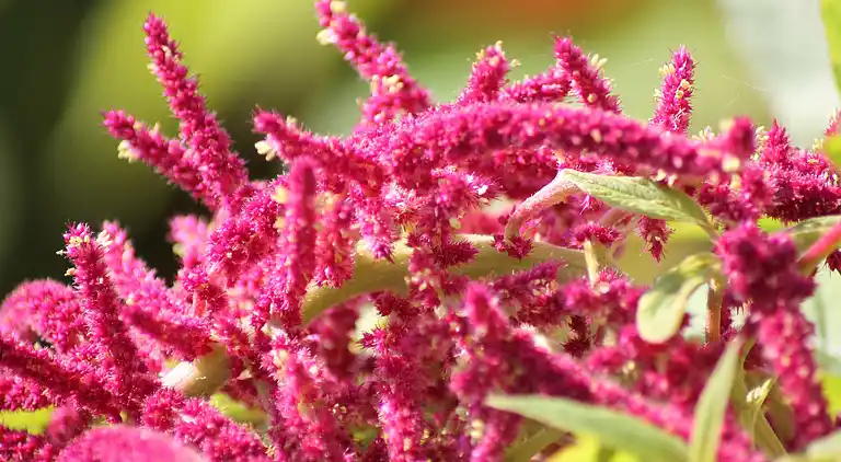 Apartment in Pepelow