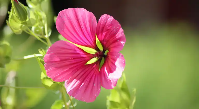 Apartment in Pepelow