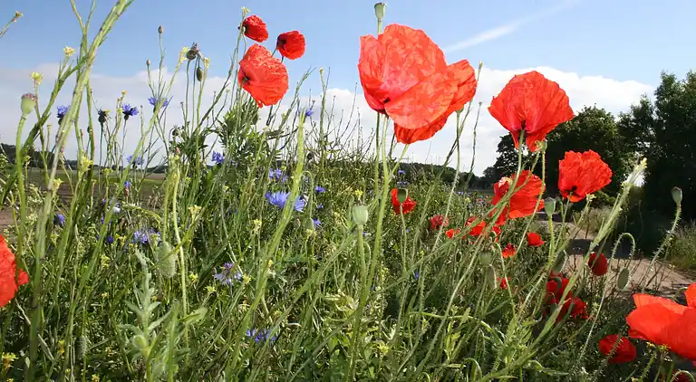 Ferielejlighed i Insel Poel