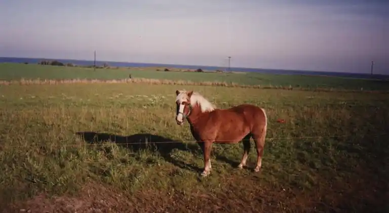 Ferielejlighed i Kägsdorf