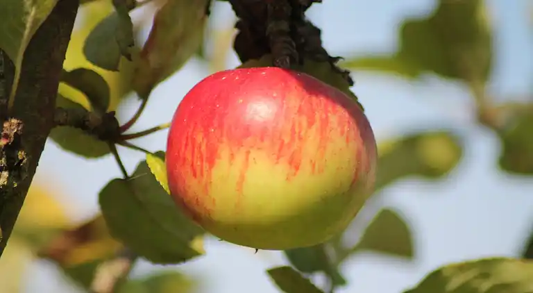 Apartment in Zweedorf