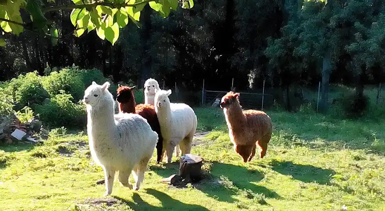 Appartement in Kastahn