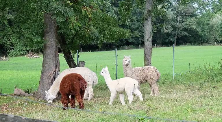 Appartement in Kastahn