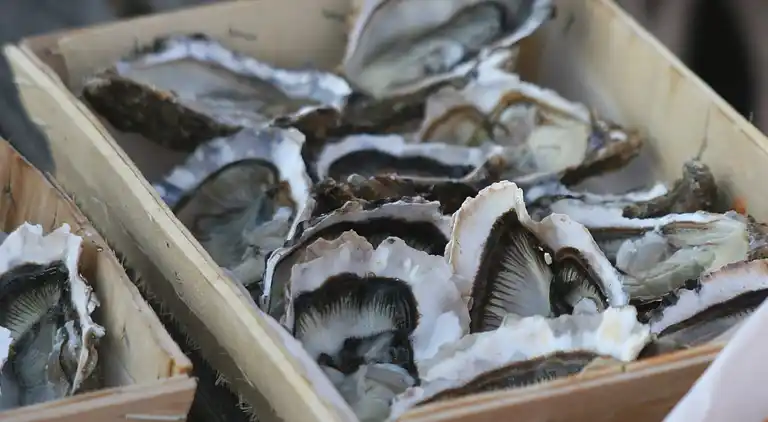 Hytte i Saint-Paul-en-Born