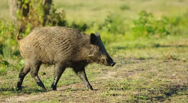 Ferienhaus in Okzitanien