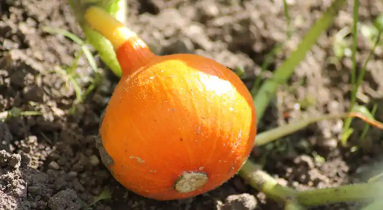 Sommerhus i Zweedorf