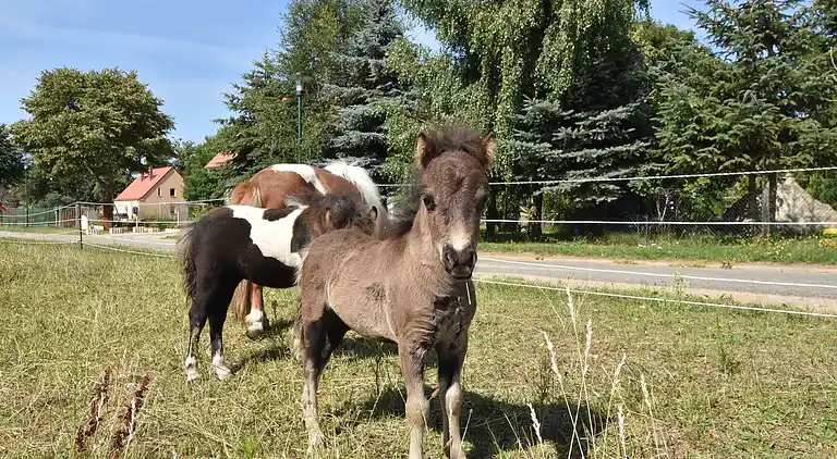 Ferienwohnung in Detershagen
