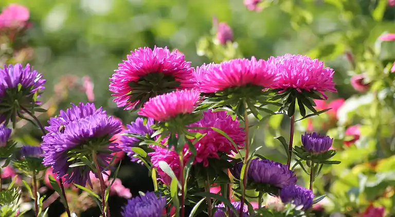 Sommerhus i Zweedorf