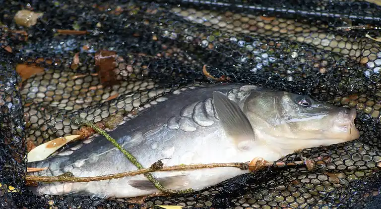 Cottage in Opglabbeek